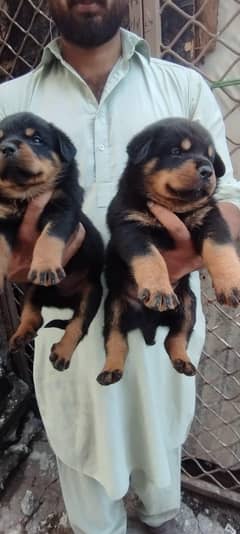 Rottweiler