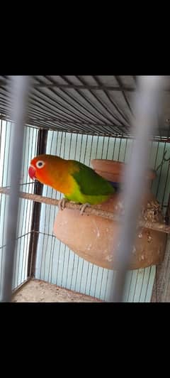 used and new cages and brids and Pani ki katoriya for sale urgent