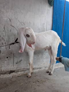 gulabi