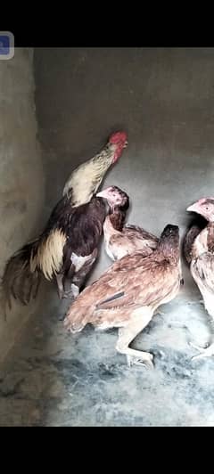 aseel mianwali