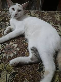 Female cat for adoption