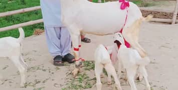 Gulabi