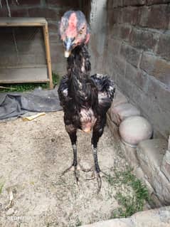 Thai cross Shamo patha for sale