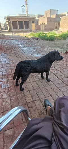 labrador pair