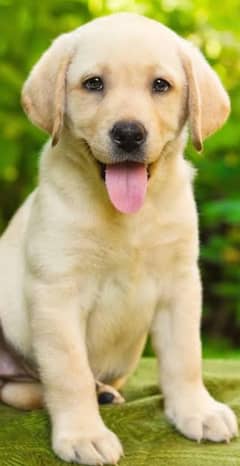 British labrador apple head yellow coloiur