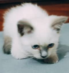 Siamese female