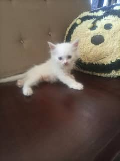 White kitten Tripple coated  for sale.  Age 60 days.