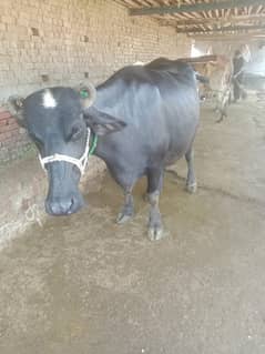 Bufflao / Cow / wachi / بھینس / Desi Cow