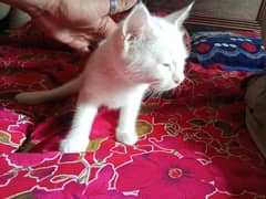 Russian Cat Baby Pure