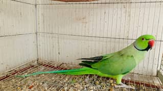 green ringneck pair for sale