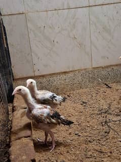 breeder seel pair
