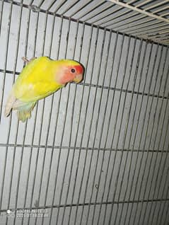 love birds for sale 3 pair available