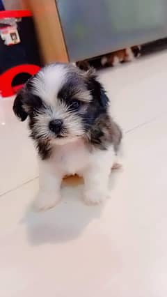 Adorable