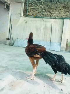Aseel Kolangi murgha