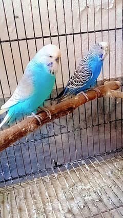 Exhibition Budgie pair with chicks