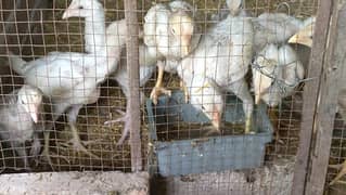 Heera Aseel chicks