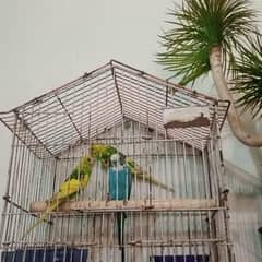 Budgies 2 females 1 male