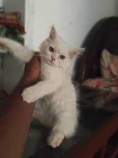 Persian