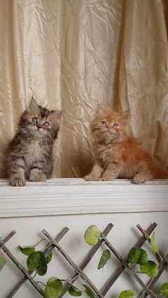 Perisan cats 2 months