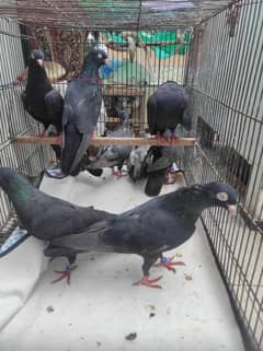 Top Quality Indian Zakh Pigeons | Breeder Pairs | pigeon Chicks /kaboo