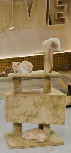 Pure persian Please Read Add