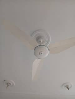 Royal ceiling fan for sale