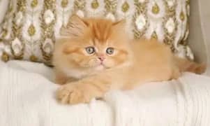 Cat Persian | cat baby | kittens | Blue eyes | ωatsap03186127889