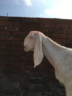 White Bakri big size (rajanpuri)