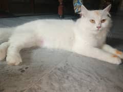 best cat we can not sale but I was not  afford hiis