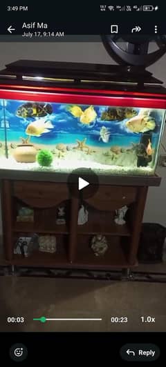 fish