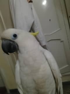 cocktoo