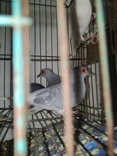 Dove Breeder Pair with Java finches