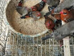Laal strawberry Finch pairs
