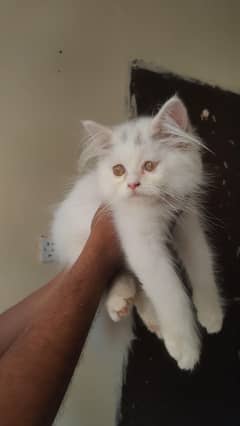 persian white male