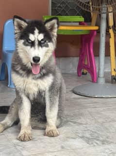 Siberian Husky Female Wooly coat Blue eyes