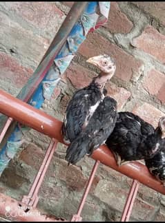 mushka aseel chicks 3 month old