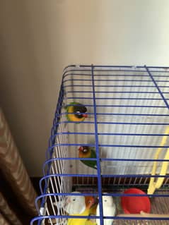 love birds green