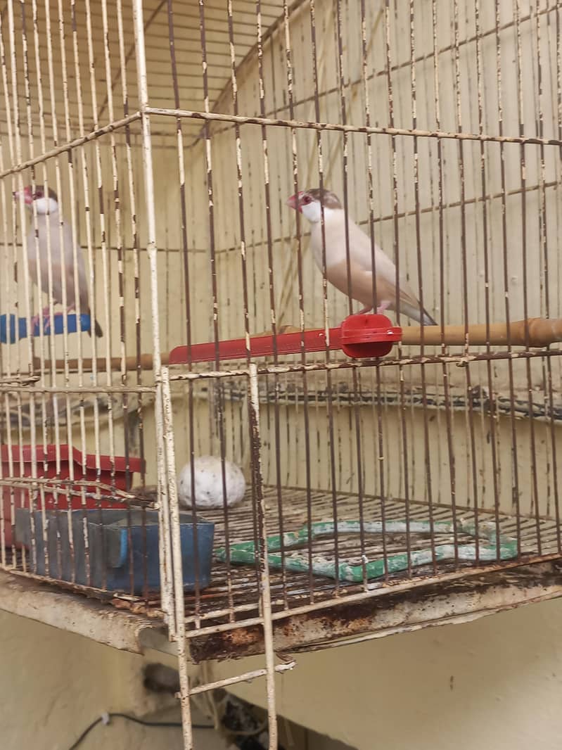 fawan java pair 0