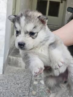 Siberian