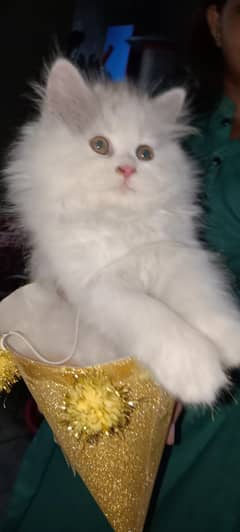 Persian