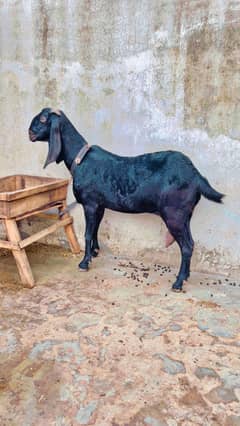 Bakri | Goat | Amritsari Beetal