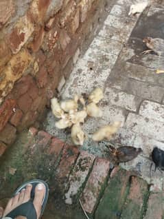 Ducks