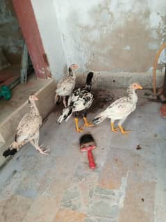 teen female 2. male patthe for sale
