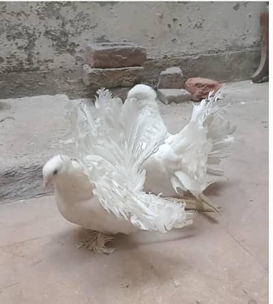 Fantail