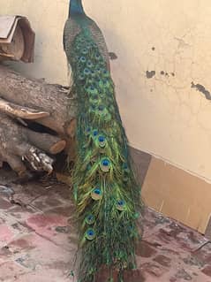 peacock