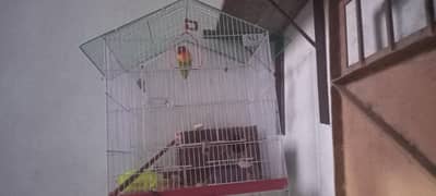lovebird female with free wooden box