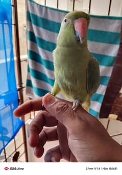 Ringneck