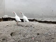 Paper white heera aseel