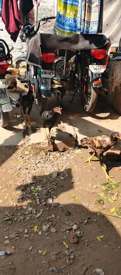 Aseel hens