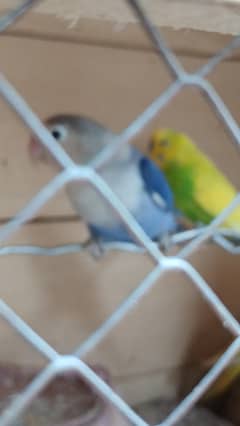 Lovebirds and Australian buddies